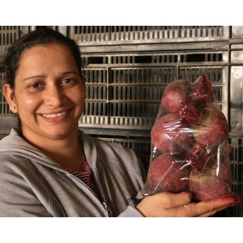 SPRAY FREE BEETROOT Medium Size Red  1.3 KG Bag  Katikati Grown